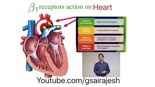 Beta  1 Receptor Actions  Inotropy Chronotropy Dromotropy amp Bathmotropy [upl. by Adyan563]