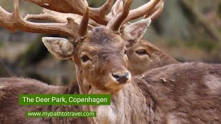 Copenhagen Deer Park Dyrehaven Why You Must Visit If You Love Spotting Wild Animals [upl. by Neu273]