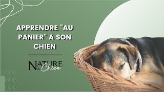 Apprendre quotau panierquot à son chien [upl. by Holly-Anne]