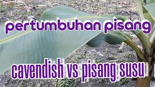 CEPAT MANA PERTUMBUHANNYA PISANG CAVENDISH VS PISANG SUSU [upl. by Adallard]