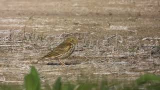 Meadow Pipit Pispola Anthus pratensis [upl. by Nyltak193]