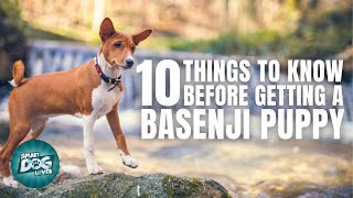 Basenji Puppies  Things to Know about Before Getting A Basenji Puppy [upl. by Eatnoled]