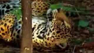 jaguar tastes the hallucinogenic effects of yage [upl. by Beverle]