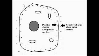 Origin of Bioelectric Signals  Basic Concepts [upl. by Leal]