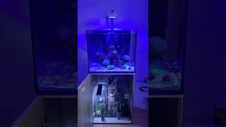 AquaOne Reefsys 180 [upl. by Meuser]