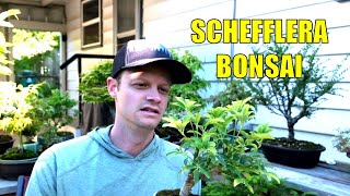 Working on my Dwarf Umbrella Schefflera Bonsai Tree [upl. by Anelhtac27]