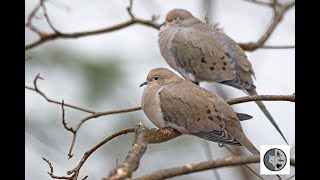 Couple de Tourterelle tristeMourning Dove couple [upl. by Alage]