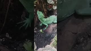 Common basilisk at Moody gardens pt 1 [upl. by Eahsed]