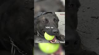 Police dog training 👮‍♂️🐕 shorts bodycam police [upl. by Mina]