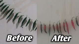 How to Dry Green Peppers Perfectlyquot [upl. by Mavilia]