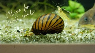 Advice for taking Care of your Nerite Snails [upl. by Aelanna]