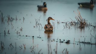 S5  Ep 77  Fowler Guide Service  Pre Season Goose Hunt  Ontario  2024 [upl. by Acir498]