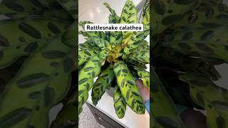 calathea calatheaplant houseplants indoorplants gardening houseplantcare houseplantlover [upl. by Picardi74]