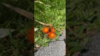 Plattsburgh NY wild flowers Foxandcubs plattsburgh [upl. by Nangatrad]