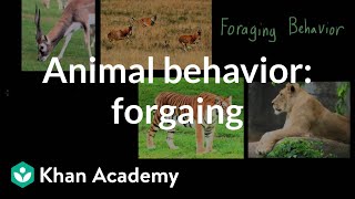 Animal behavior foraging  Individuals and Society  MCAT  Khan Academy [upl. by Ahsyen825]