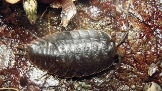 Ligia The Sea Slater Isopod [upl. by Voe]