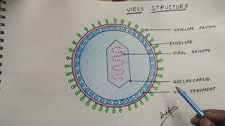 how to draw virus structure [upl. by Aleicarg293]