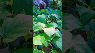 plants market in sylhet city shots [upl. by Remoh]