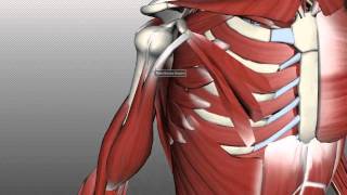 Muscles of the Upper Arm  Anatomy Tutorial [upl. by Suzy]