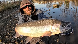 Steelhead Fishing Late Fall  Wisconsin Tributaries [upl. by Annatnom]