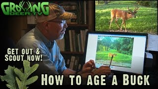 Deer Hunting Take the Buck or Let Him Grow 243 GrowingDeertv [upl. by Euhc]