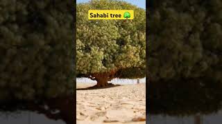 sahabi tree 1445 year old tree 🌳 shorts facts shortsfeed islamic status Islamichistory [upl. by Ardnuek]