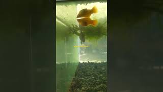 Pregnant Sunset Platy eating alone in a 20 gallon tank [upl. by Dorothee]