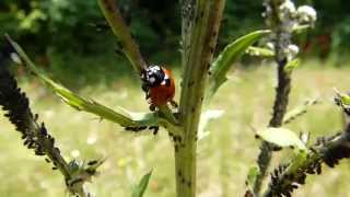 Coccinella a caccia di Afidi  quotLadybirdquot hunts Aphids [upl. by Ranite]