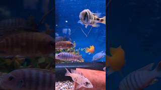 Malawi Cichlids aquarium fishaquarium fish fishtank fishkeeping cichlid cichlids [upl. by Ynaffik]