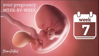 7 Weeks Pregnant  Natural Pregnancy WeekByWeek [upl. by Paapanen]