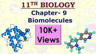 11th NCERT Biology Chapter 9 Biomolecules NEET AIIMS JIPMER UPSC SSC etc [upl. by Kirkwood463]