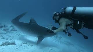 Redirecting tiger shark [upl. by Liam193]