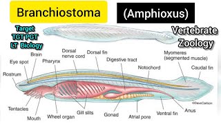 Branchiostoma amphioxus  Amphioxus diagram  Body Structure of Amphioxus [upl. by Oiramad]