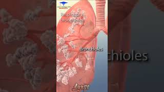 The Animation of Lungs and part Bronchi Bronchioles short video [upl. by Yemane]