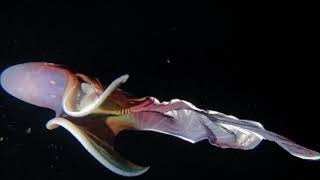 Rainbow Blanket Octopus [upl. by Stephie]