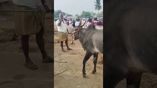 Kundarapalli Friday market tn24sakthivlogs [upl. by Nnoj]