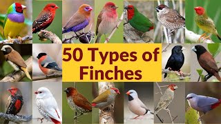 50 Types of finches Finch bird varieties 50 Types of finches with names Part1 My first video [upl. by Clarhe]