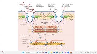 Sliding filament theoryapbiology ibbiology neetbiology humanphysiology examprep olympiad [upl. by Rikki]