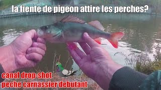 Peche au carnassier debutant quotcanal 62 dropshotquot [upl. by Cleti242]