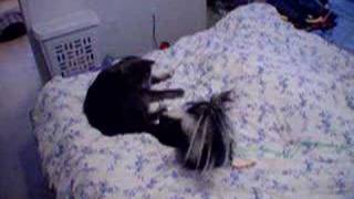 Pet Skunk amp Cat play together 2 [upl. by Nirrek]