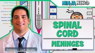 Neurology  Spinal Cord Meninges [upl. by Nivri511]