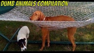 Dumb Animals Compilation [upl. by Arrac]