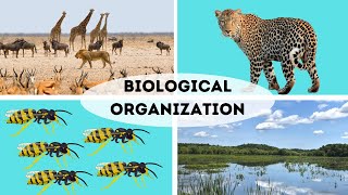 Organization of Ecosystems  Organism Population Community [upl. by Tigram561]