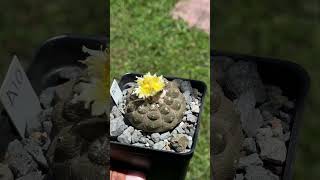 Would you like to see where Copiapoa hypogaea lizard skin comes from [upl. by Nnahgem251]