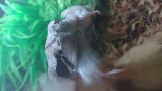 African Gaboon viper meal time FAST STRIKE Live Feeding [upl. by Eneryt524]