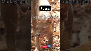 Amazing Fossa Fact [upl. by Ahsinaj]