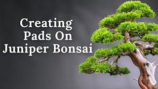 How To Create A Juniper Bonsai Pad [upl. by Yrekaz]