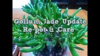 Crassula Gollum Jade plant Update Repot and care [upl. by Fries]