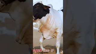 Black panda and beautiful Bull viral My videos and subscribe my channel and following me ❣️❣️❣️ [upl. by Yrogerg435]