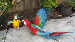 kaley corgi first playdate with the macaws 12 08 [upl. by Jolyn664]